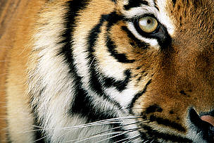 Close up of a captive tiger's face (Panthera tigris), Africa Marine World, Vallejo, California, ... / ©: © National Geographic Stock/ Michael Nichols / WWF / ©: © National Geographic Stock/ Michael Nichols / WWF
