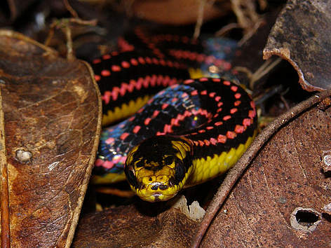 Liophidium pattoni / ©: WWF Madgascar rel=
