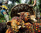 Palm fruit, having been harvested is piled up in order to be weighed.