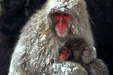 Japanese macaque (Macaca fuscata) mother with baby; Nagano, Japan. / ©: Fritz Pölking / WWF rel=