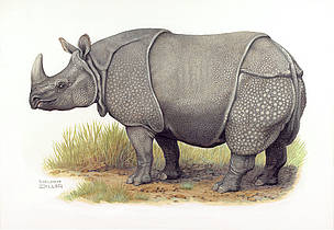 Greater one-horned or Indian rhinoceros (Rhinoceros unicornis) / ©: WWF-Canon / Helmut Diller Greater one-horned or Indian rhinoceros (Rhinoceros unicornis) / ©: WWF-Canon / Helmut Diller