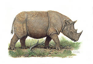 Sumatran rhinoceros (Dicerorhinus sumatrensis). / ©: WWF-Canon / Helmut Diller Sumatran rhinoceros / ©: WWF-Canon / Helmut Diller