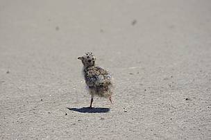 Common Tern chick, Bulgaria. 