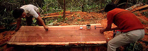 Lumber extraction Tierra Blanca, Chimalapa Region Oaxaca, Mexico. / ©: WWF-Canon / Anthony B. RATH Lumber extraction Tierra Blanca, Chimalapa Region Oaxaca, Mexico. rel=