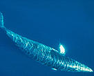 Japan says its North Pacific scientific whaling programme needs to continue killing northern minke, sperm, and Bryde's whales to better understand the role of these species in the ecosystem. Minke whale.