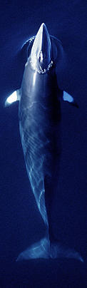 Minke whale, Norway. / &copy;: Morten LINDHARD / WWF-Canon
