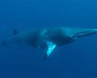 Minke whale (<I>Balaenoptera acutorostrata</I>).