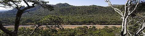 Miombo woodlands, Northeastern Zambia. / ©: Martin HARVEY / WWF-Canon rel=