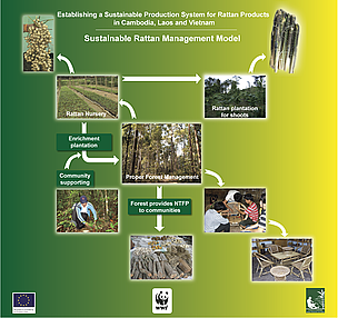 Sustainable Rattan Management Model / ©: WWF / ©: WWF