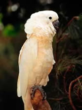 Salmon-crested cockatoo, Canary Islands, Spain. / &copy;: WWF-Canon / Roger LeGUEN
