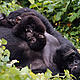 &copy; Martin HARVEY / WWF-Canon