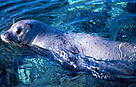  / &copy;: WWF-Canon / Jacques TROTIGNON