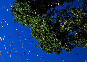 End of March, all the Monarch butterflies in the Monarch Butterfly Reserve in central Mexico begin ... / ©: Edward Parker / WWF-Canon / ©: Edward Parker / WWF-Canon