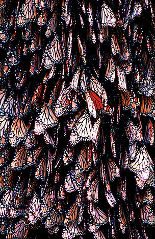 Monarch Butterflies (Danaus plexippus) in Wintering Area. Highlands in Mexico (3500m). / ©: Fritz Pölking / WWF / ©: Fritz Pölking / WWF