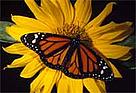 Monarch butterfly (Danaus plexippus). / ©: WWF-Canon / Kevin Schaffer / ©: WWF-Canon / Kevin Schaffer