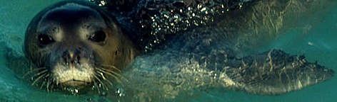 Mediterranean monk seal (Monachus monachus). One of the species to benefit from a no-take zone in ... / ©: WWF-Canon / Jacques TROTIGNON Mediterranean monk seal (Monachus monachus). One of the species to benefit from a no-take zone in ... rel=
