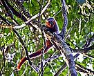 Nueva especie de mono descubierta en la expedición pertenece al género "Callicebus"