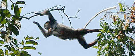 Black-shanked douc (Pygathrix nigripes) leaps across the forest canopy in eastern Cambodia. / ©: Nick Cox / WWF Black-shanked douc (<i>Pygathrix nigripes</i>) rel=