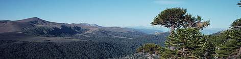 The temperate forests of southern Chile contain the endemic monkey puzzle tree, a tree existing ... / ©: Edward Parker / WWF-Canon rel=