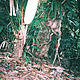&copy; Barney Long / WWF - Canon / Quang nam Forest Protection Department