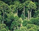 Chile's Valdivian Coastal Range is home to monkey puzzle trees (<i>Araucaria araucana</i>).