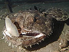 Deep-sea monkfish (<i>Lophius piscatorus</i>) capturing a cod species at a depth of ... / &copy;: WWF-Canon / Ian HUDSON