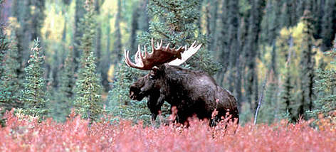 Bull moose, Koyukuk River, Gates of the Arctic Alaska, USA. / ©: WWF-Canon / Anthony B. RATH Bull moose, Koyukuk River, Gates of the Arctic Alaska, USA. rel=