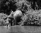 Mr. M. Maran, mahout and tracker, Mudumalai Tiger Reserve, India