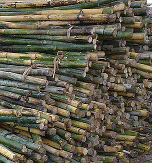 Sustainable rattan harvesting helps sustain livelihoods and local economy that mostly rely on ... / ©: WWF / ©: WWF