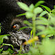 © naturepl.com/Andy Rouse / WWF