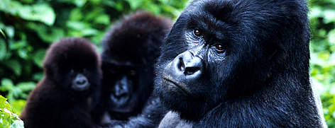 Mountain gorilla (Gorilla gorilla beringei) family at play Virunga National Park, Democratic ... / ©: Martin Harvey / WWF-Canon rel=