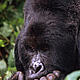 &copy; Martin HARVEY / WWF-Canon