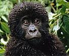 Young mountain gorilla (<I>Gorilla gorilla beringei</I>).