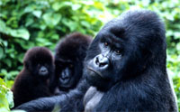 Mountain gorillas (Gorilla beringei beringei), Virunga National Park, Democratic Republic of Congo. / ©: WWF-Canon / Martin Harvey / ©: WWF-Canon / Martin Harvey