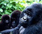 Mountain gorillas (<I>Gorilla beringei beringei</I>), Virunga National Park, Democratic Republic of Congo.