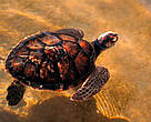 Juvenile green turtle. <i>Chelonia mydas</i> Bazaruto Archipelago, Mozambique 