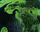 Rio Negro Forest Reserve, Amazonas, Brazil.