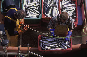 Landing handline-caught MSC-certified mackerel, Cornwall, United Kingdom. / ©: Edward Parker / WWF-Canon / ©: Edward Parker / WWF-Canon