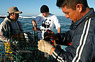 MSC-certified fishermen with California spiny lobsters, Baja California, Mexico. / &copy;: WWF-Canon / Gustavo YBARRA