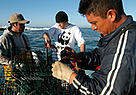 MSC certified fishermen with California spiny lobsters at Baja California, Gulf of California, ... / ©: WWF-Canon / Gustavo YBARRA MSC certified fishermen with California spiny lobsters at Baja California, Gulf of California, ... / ©: WWF-Canon / Gustavo YBARRA