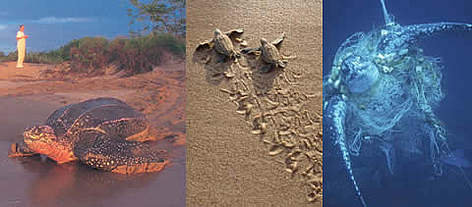 From left to right: A female leatherback turtle leaves a beach in French Guiana after nesting; ... / ©: From left to right: WWF-Canon / Ronald PETOCZ; WWF-Canon / Roger LeGUEN; WWF-Canon / Michel GUNTHER From left to right: A female leatherback turtle leaves a beach in French Guiana after nesting; ... rel=