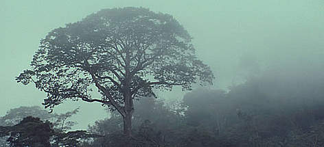 Tree silhouette in mist, Mt Kupe, Cameroon. / ©: WWF-Canon / Frederick J. WEYERHAEUSER Tree silhouette in mist, Mt Kupe, Cameroon. rel=