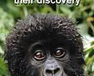 Mountain gorilla<BR>