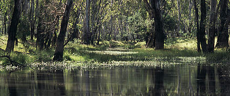 Flooded forest along Murray River near Tocumwal, New South Wales, Australia. / ©: WWF / Frédy MERCAY Flooded forest along Murray River near Tocumwal, New South Wales, Australia. rel=