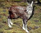 Musk deer, Uttar Pradesh, India.
