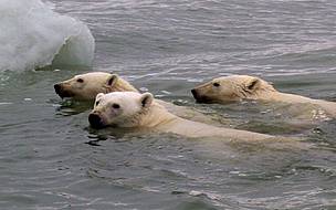 POLAR BEARS IN PERIL: The U.S. Geological Survey forecasts that two-thirds of the world's polar ... / ©: WWF-US / ©: WWF-US