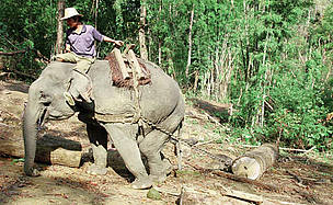The smuggling of live elephants, ivory and other elephant parts out of Myanmar and into ... / ©: Lek Chailert The smuggling of live elephants, ivory and other elephant parts out of Myanmar and into ... / ©: Lek Chailert