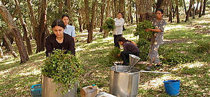 Gathering and distilling of aromatic plants such as myrtle is traditionally a female activity in ... / ©: Michel GUNTHER / WWF-Canon / ©: Michel GUNTHER / WWF-Canon