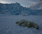 N23831, the female with two small cubs that we found in Liefdefjorden. She has previously been tracked on the WWF-Canon Polar Bear Tracker.
