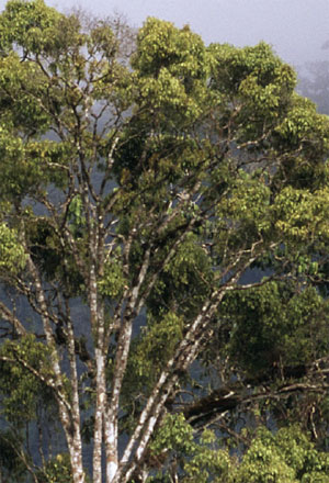 Featuring some of the highest rainfall on the planet, the Chocó-Darién ecoregion has one of the world’s most diverse assemblages of lowland plants and animals - © PABLO CORRAL / WWF-CANON